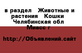  в раздел : Животные и растения » Кошки . Челябинская обл.,Миасс г.